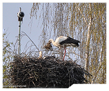 zum Vergrößern bitte anklicken